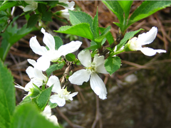Deutzia uniflora