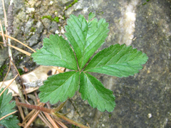 Potentilla kleiniana