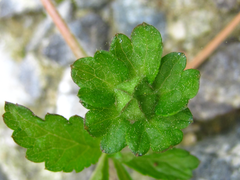 Potentilla kleiniana