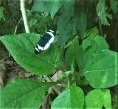 Heliconius eleuchia eleuchia