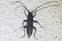 Osmidus guttatus
