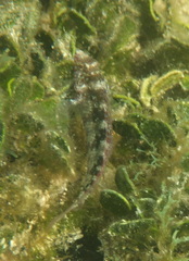 Malacoctenus macropus