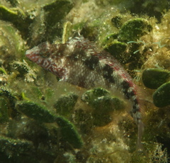 Malacoctenus macropus