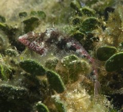 Malacoctenus macropus