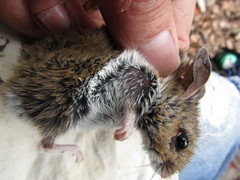 Peromyscus boylii