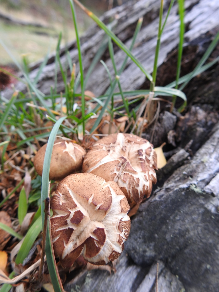 Armillaria mellea · May 2021 · photo: © marreginas (iNaturalist, cc-by)
