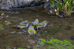 Zosterops lateralis