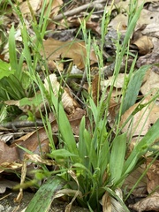 Carex platyphylla