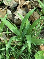 Carex platyphylla