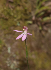 Caladenia bartlettii
