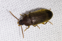 Hymenorus