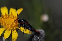 Synanthedon polygoni