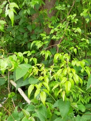 Clematis peterae lishanensis