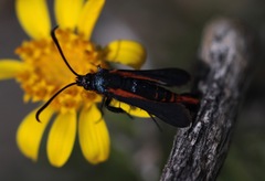Synanthedon polygoni