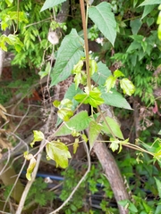 Clematis peterae lishanensis