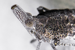 Orgamara acuta