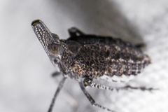Orgamara acuta