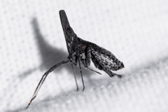 Orgamara acuta