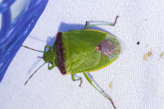 Thyanta pallidovirens