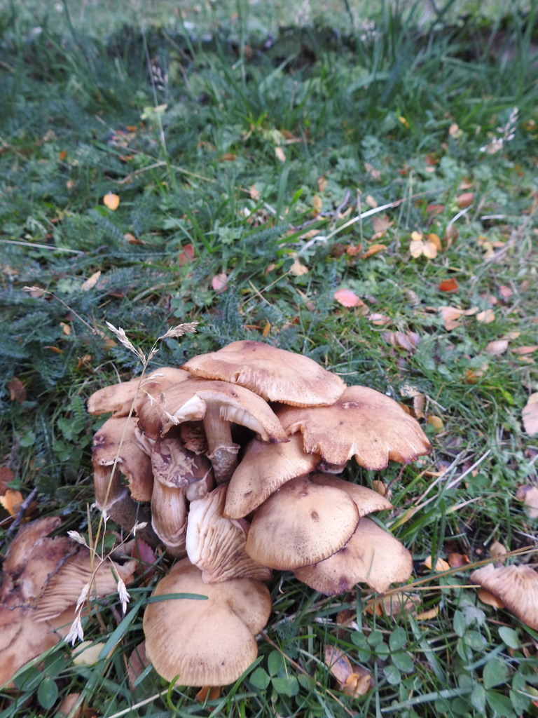 Armillaria mellea · May 2021 · photo: © marreginas (iNaturalist, cc-by)