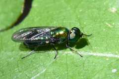 Stratiomyomorpha
