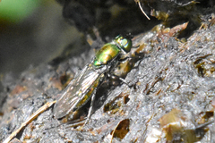 Stratiomyomorpha
