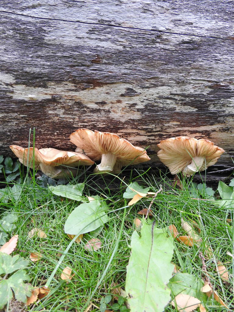Armillaria mellea · May 2021 · photo: © marreginas (iNaturalist, cc-by)