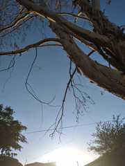 Magnoliopsida