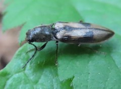 Liotrichus umbripennis