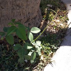 Macroptilium gibbosifolium