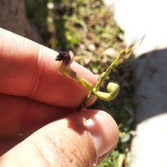 Macroptilium gibbosifolium