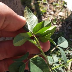 Macroptilium gibbosifolium