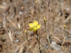 Hesperolinon breweri