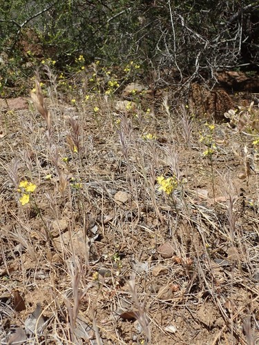 Image of Brewer's western flax by (c) joergmlpts, some rights reserved (CC BY)