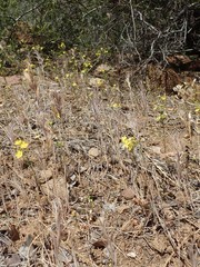 Hesperolinon breweri