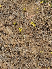 Hesperolinon breweri