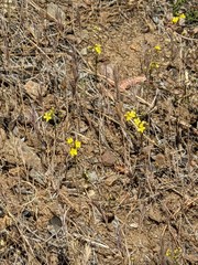 Hesperolinon breweri