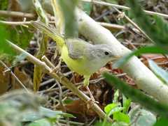 Eremomela pusilla