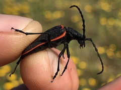 Desmocerus californicus