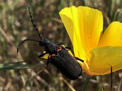 Desmocerus californicus