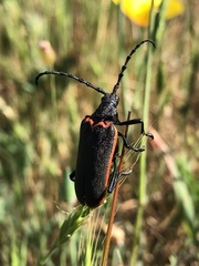 Desmocerus californicus