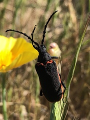 Desmocerus californicus
