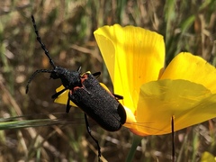 Desmocerus californicus