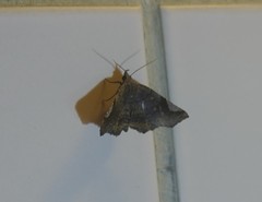 Pangrapta obscurata
