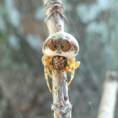 Mastophora hutchinsoni