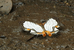 Cyrestis nivea