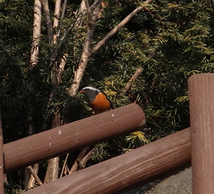 Phoenicurus auroreus