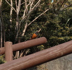 Phoenicurus auroreus