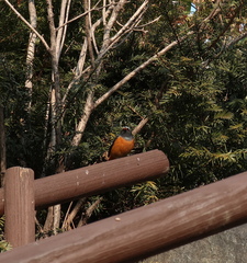 Phoenicurus auroreus