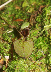 Corybas oblongus